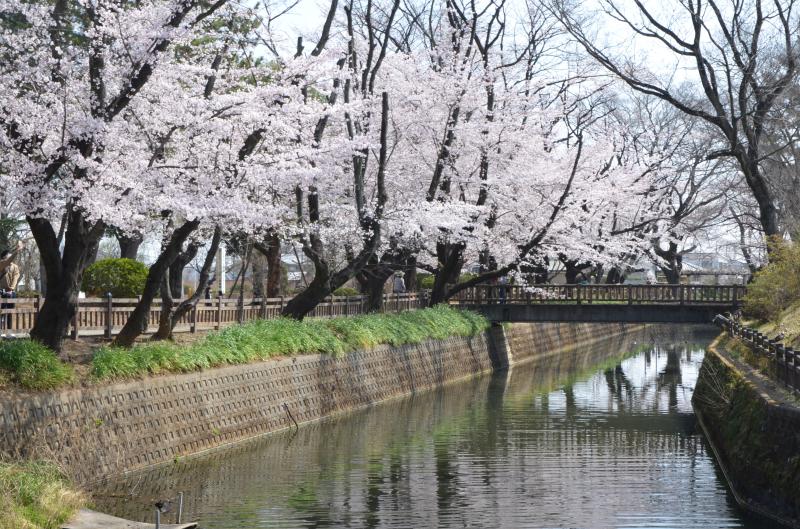 sakura.JPG