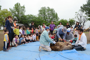 羊の毛刈り体験 サムネイル