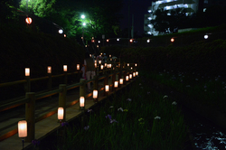 ライトアップされた菖蒲園　サムネイル