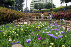 昼間の菖蒲園 サムネイル