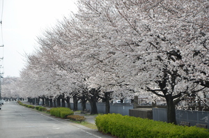 花見橋　サムネイル