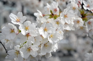 桜　サムネイル