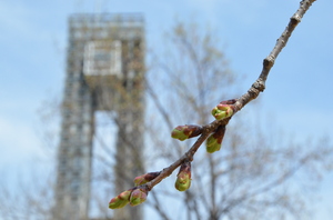 ウコン桜はこれからです　サムネイル