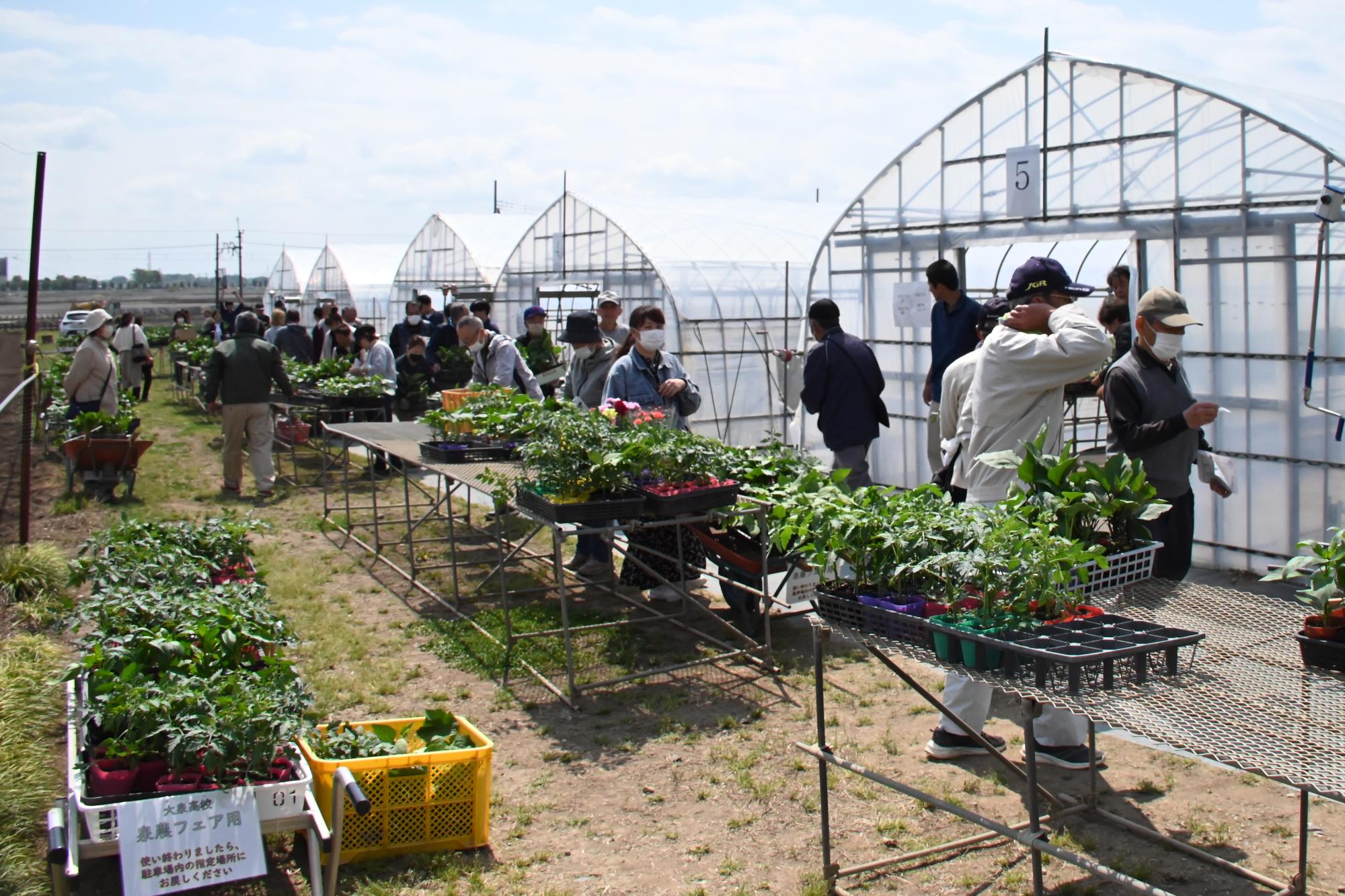 野菜苗の販売