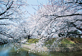 城之内公園の堀沿いに咲く桜の写真