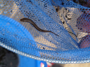 ドジョウの稚魚