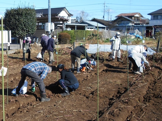 さつまいも収穫体験の様子