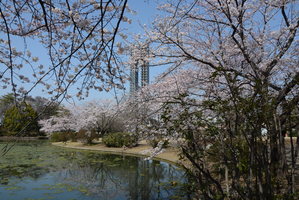 御正作公園桜の写真