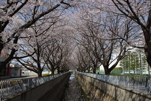 大利根工業団地（南公園の周辺）西側の休泊川沿い桜の写真