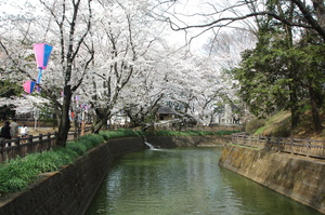 城之内公園桜の写真