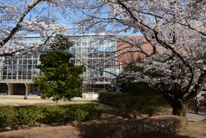 いずみ総合公園町民体育館桜の写真