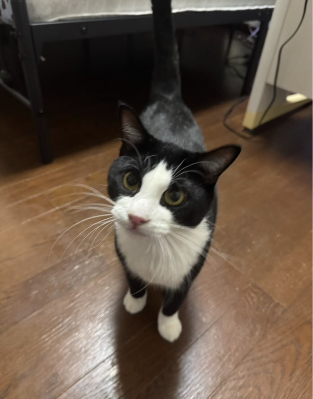 黒白の迷い猫.