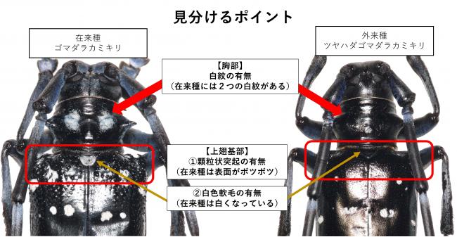 胸部に白紋がない、上翅基部に突起がない、白色軟毛がない