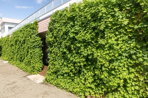 金賞認定こども園松原幼稚園