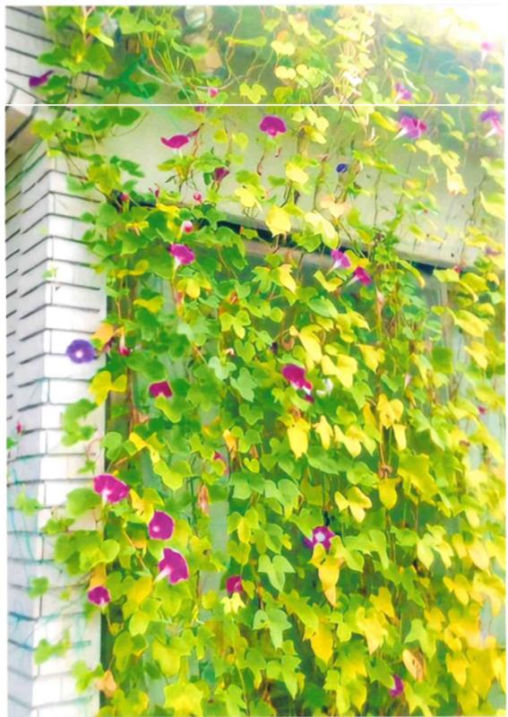 11個人銅賞小林様写真