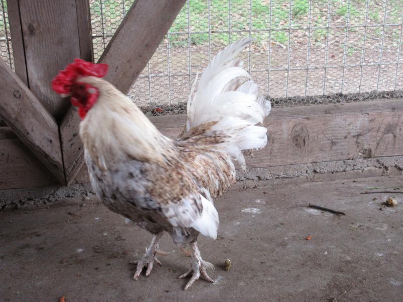 北保育園鶏の写真1
