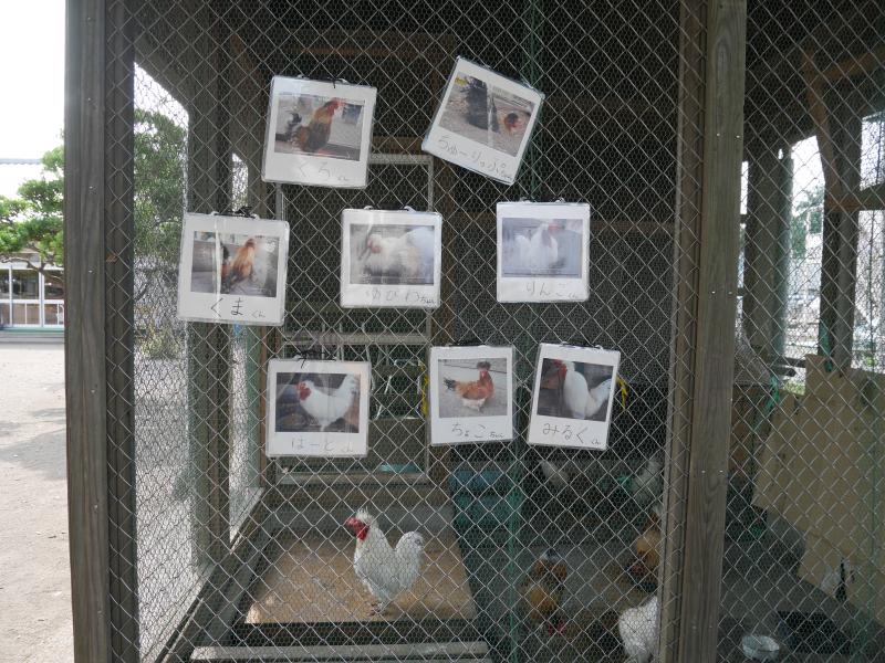 南保育園鶏の写真