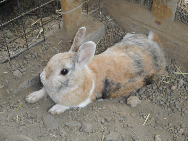 西保育園のウサギの写真3
