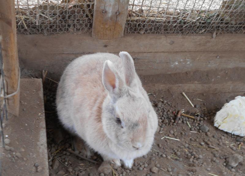 西保育園ウサギの写真2