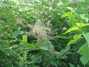 木全体から見たアメリカシロヒトリの巣