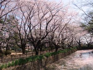 春は桜がきれいです。の画像