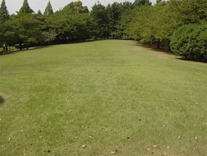 いずみ総合公園　芝生広場の画像